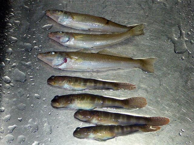 pict-P1150318-2.jpg