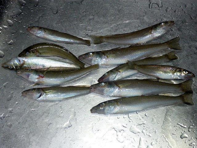 pict-P1150877-2.jpg